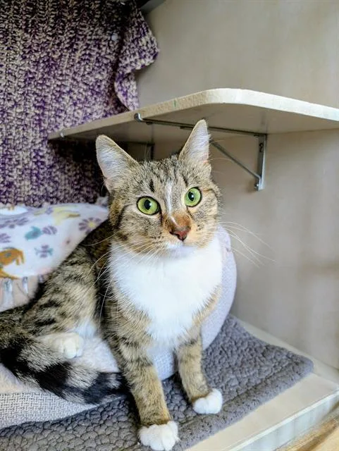 A young medium-sized female Domestic Short Hair cat named Lightning for adoption in Frisco, CO