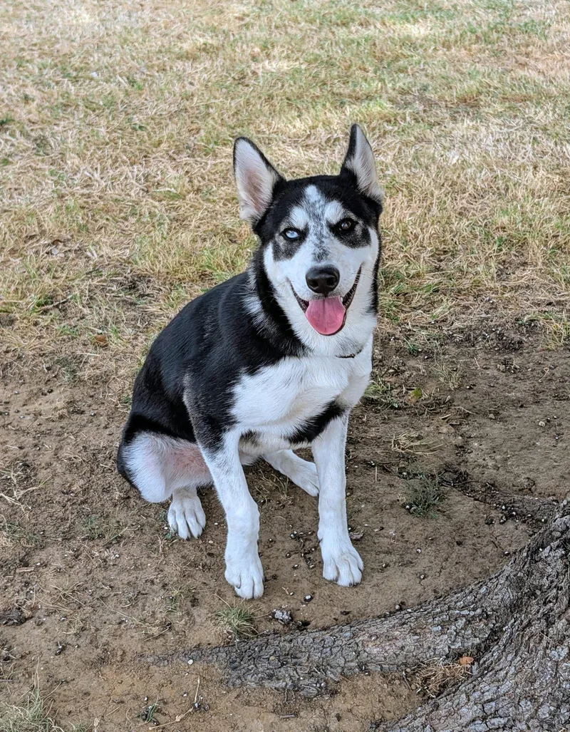 A young medium-sized male Siberian Husky dog named Bolt for adoption in Cleburne, TX