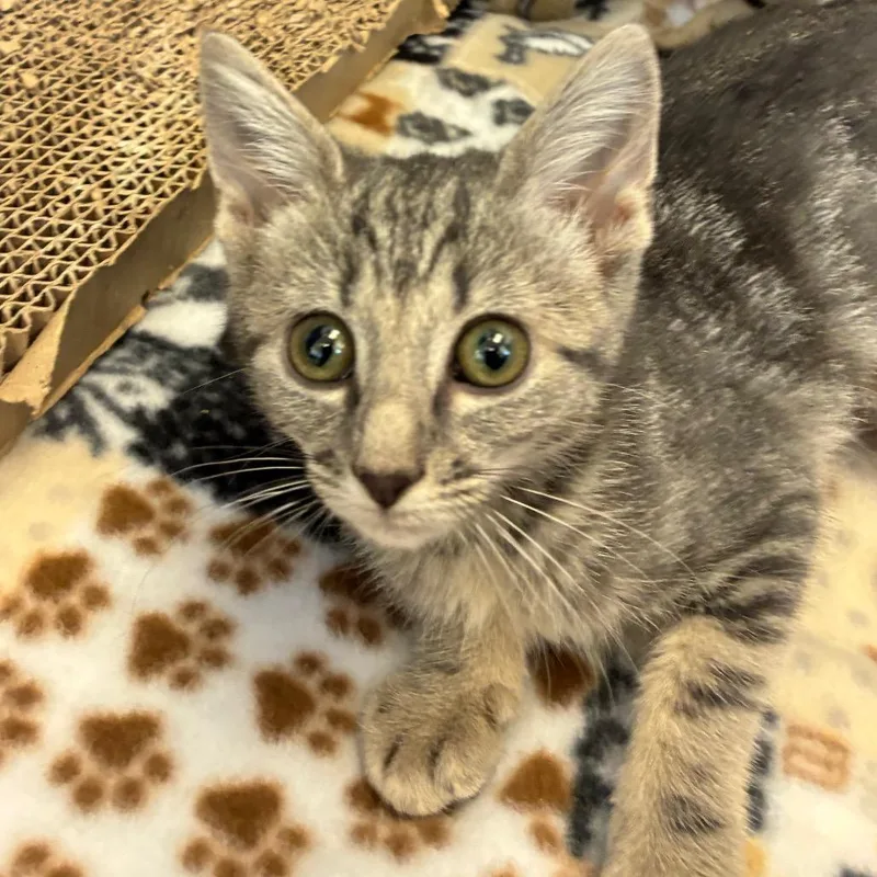 A baby small-sized female Gray / Blue / Silver Domestic Short Hair cat named Icee for adoption in Tulsa, OK