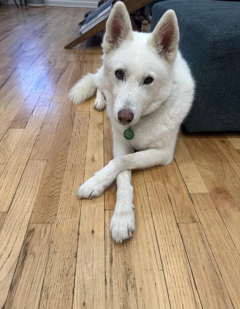 A senior medium-sized female White / Cream Husky dog named November for adoption in Manhattan, NY