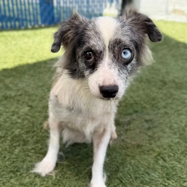 An adult small-sized female White / Cream Australian Shepherd dog named Bo Peep for adoption in Long Beach, CA