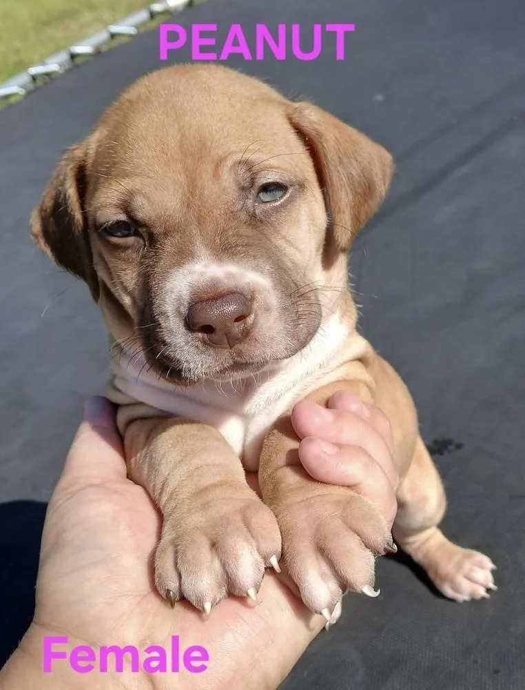 A baby large-sized female Boxer dog named Peanut for adoption in Troy, AL