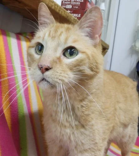 An adult medium-sized male Orange / Red Domestic Short Hair cat named Mufasa for adoption in Thief River Falls, MN