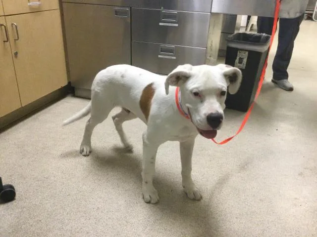 A young medium-sized male Pit Bull Terrier dog named Giggles for adoption in Riverside, CA
