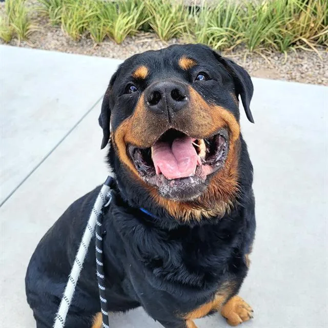 A young large-sized male Rottweiler dog named Bayle for adoption in Tucson, AZ