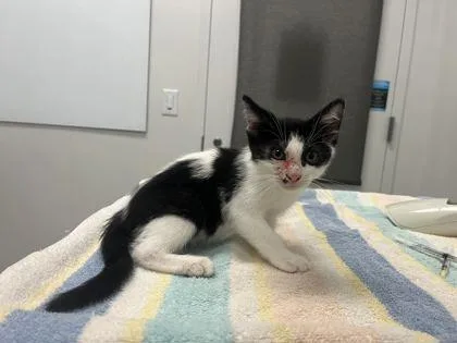 A baby small-sized male White Domestic Short Hair cat named King Unicorn Farts for adoption in Kansas City, MO