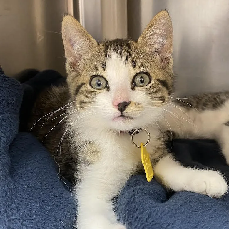 A baby small-sized male Brown / Chocolate Domestic Short Hair cat named Eli for adoption in Springfield, MA