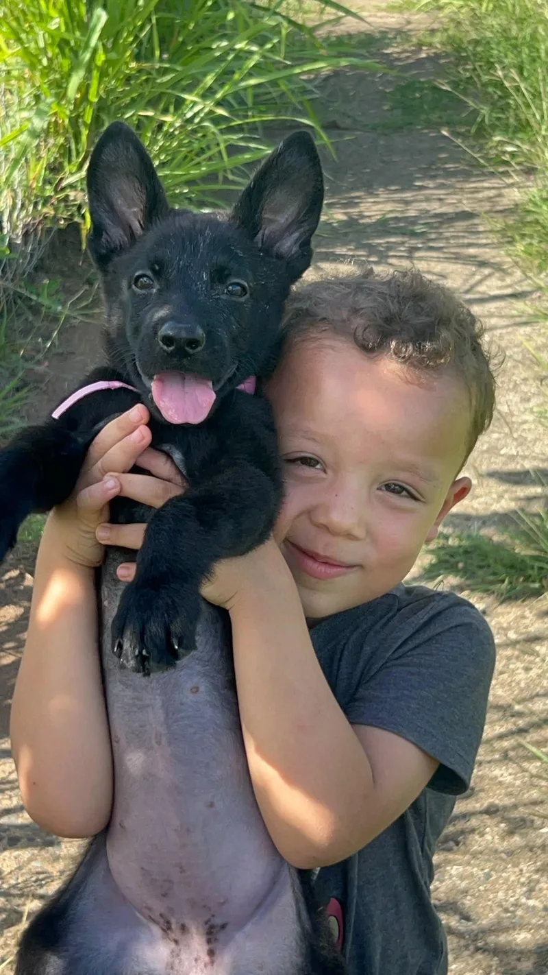 A baby medium-sized female Black German Shepherd Dog named LUNA  perfect puppy for adoption in New York, NY