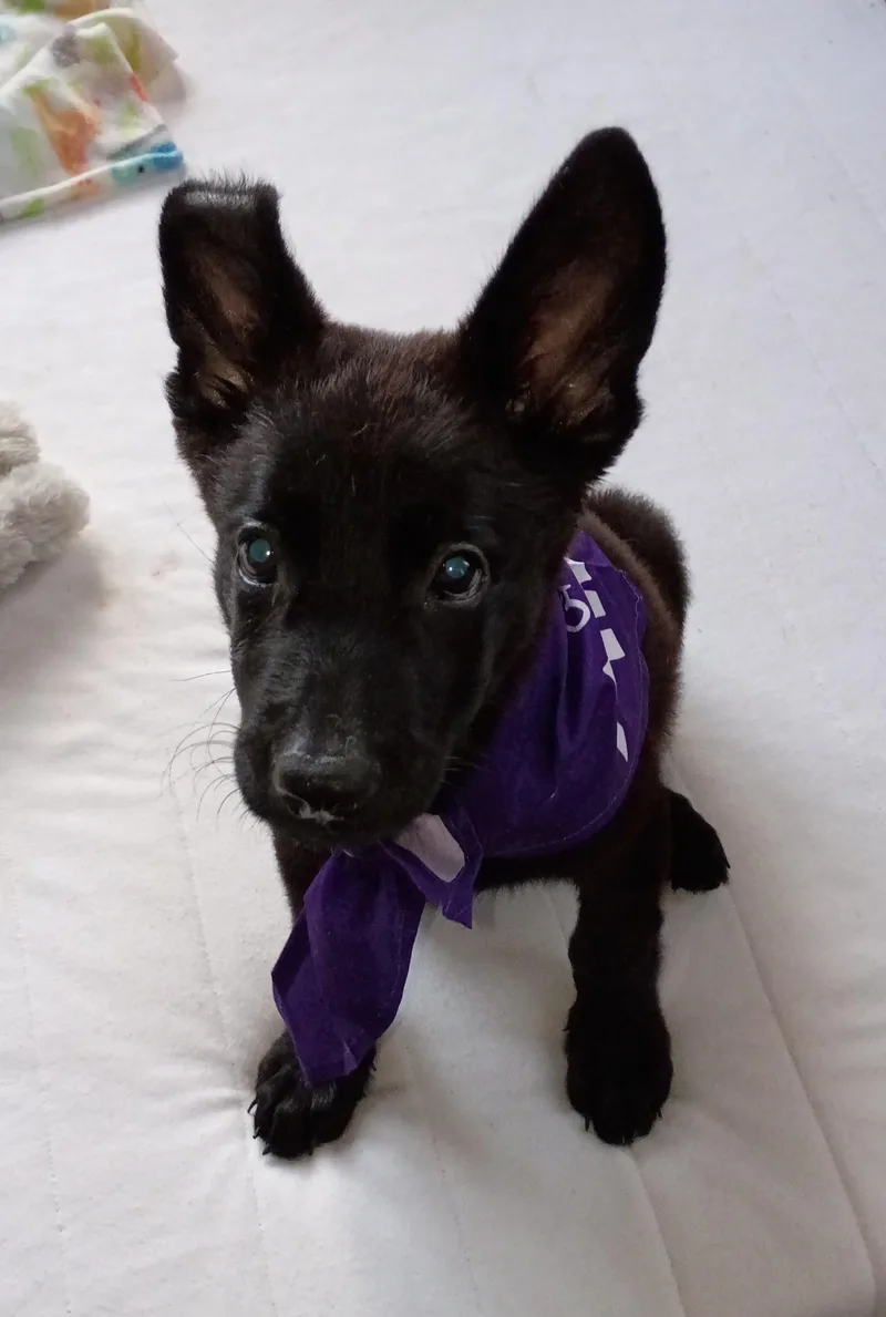 LUNA  perfect puppy thumbnail 3