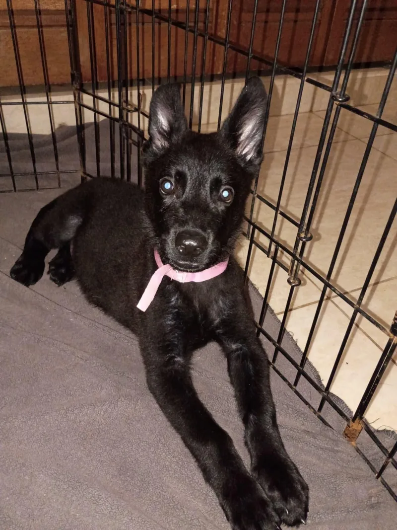 LUNA  perfect puppy thumbnail 4