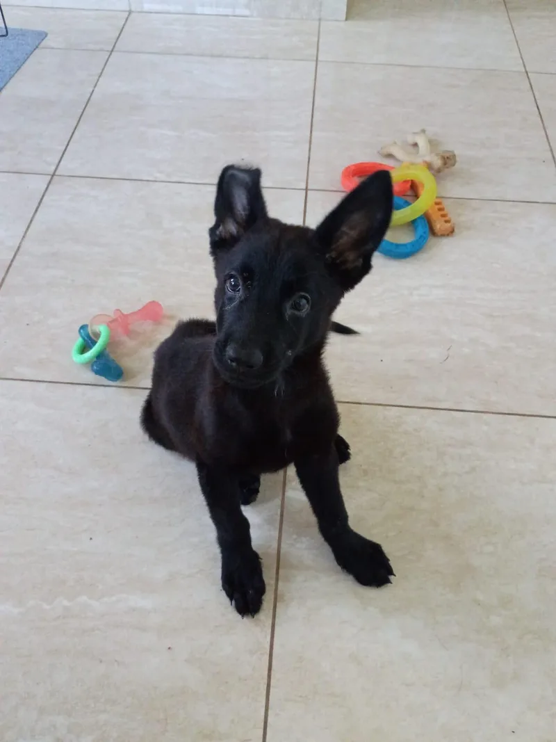 LUNA  perfect puppy thumbnail 5