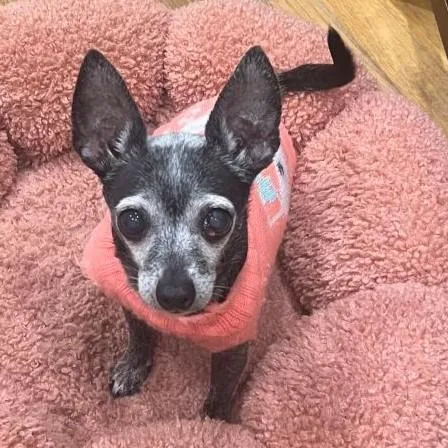 A senior small-sized female Black Chihuahua dog named Tiki for adoption in Rensselaer, NY