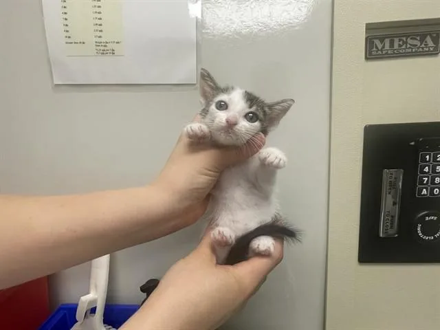 A baby small-sized female Domestic Short Hair cat named Rosie for adoption in Ontario, CA