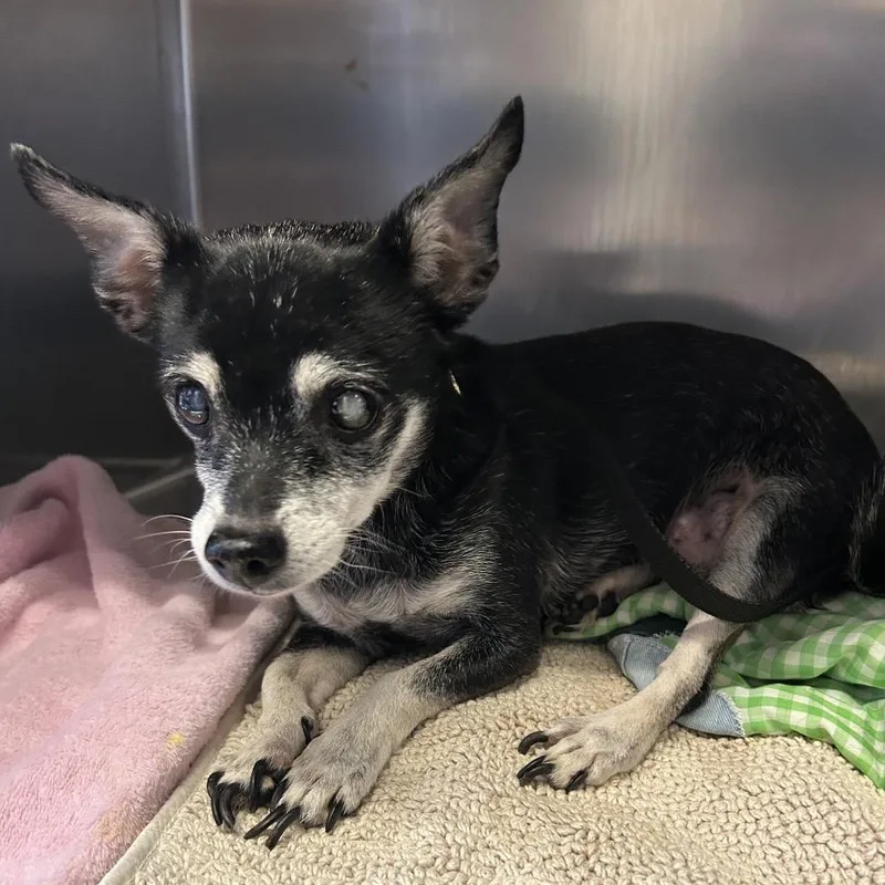 Periwinkle thumbnail 2