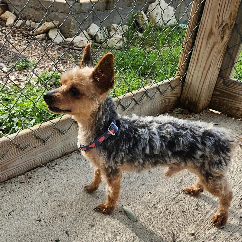 A senior small-sized male Brown / Chocolate Yorkshire Terrier dog named Bently for adoption in Wimberley, TX