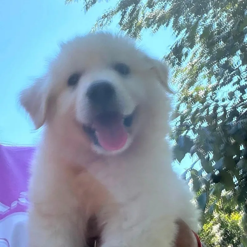 Finn