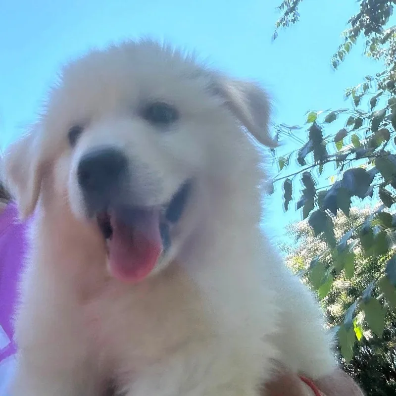 Finn thumbnail 2