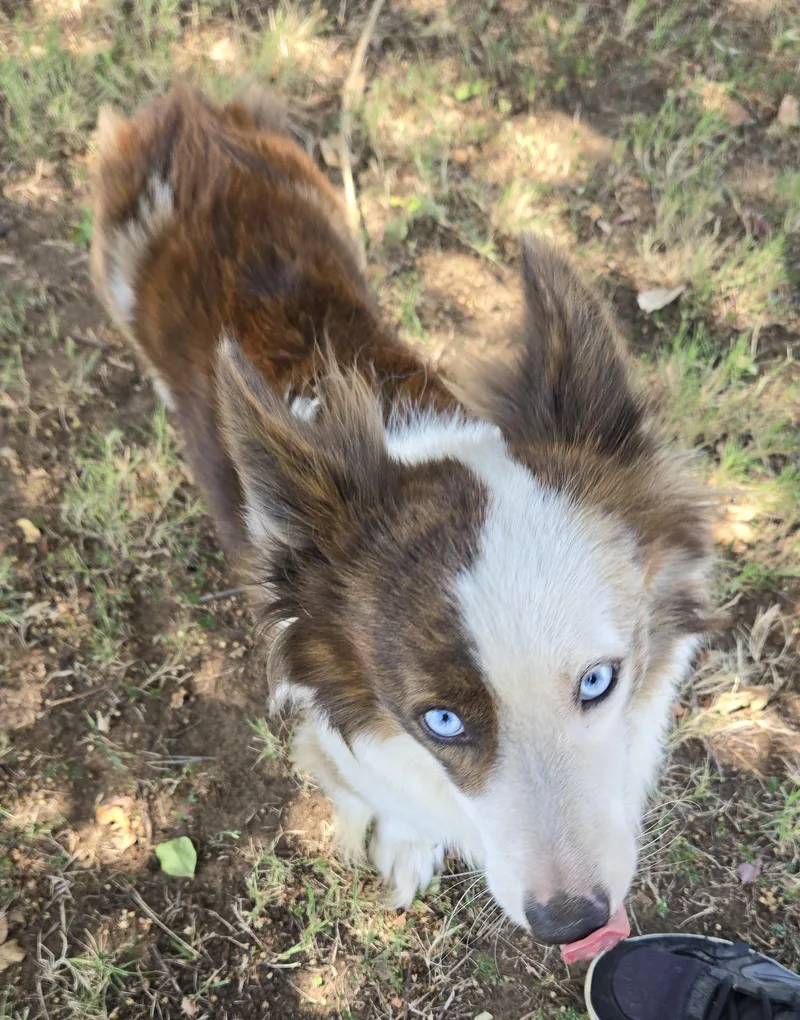 A young small-sized male Brown / Chocolate Shetland Sheepdog / Sheltie dog named Scotty for adoption in Irving, TX