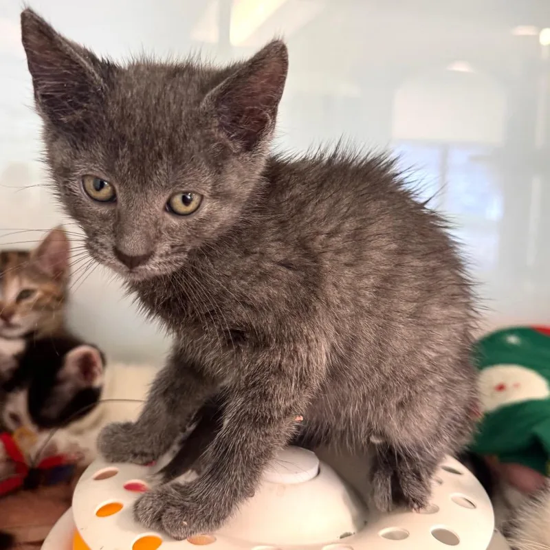 A baby small-sized female Gray / Blue / Silver Domestic Short Hair cat named Tipster for adoption in Wheeling, IL