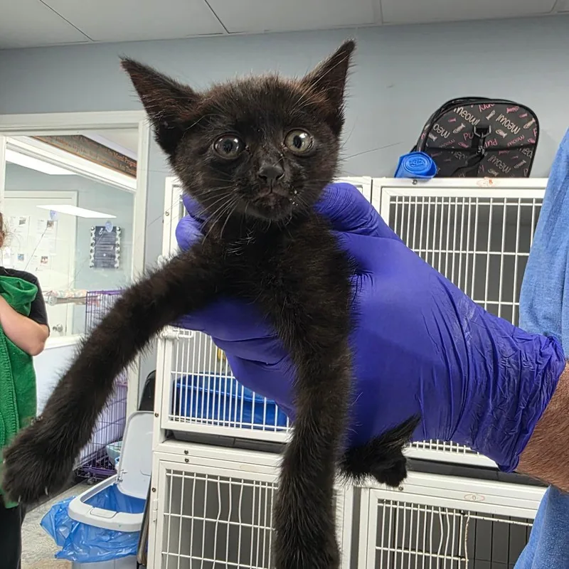 A baby small-sized female Black Domestic Short Hair cat named Mavis for adoption in Duncan, OK