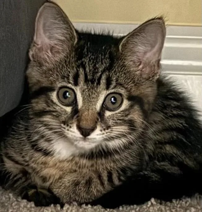 A baby medium-sized female Domestic Short Hair cat named Silkie for adoption in Bloomington, IN