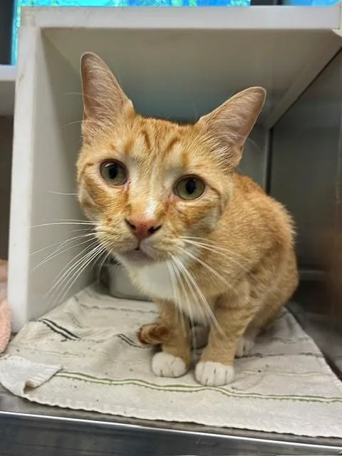 An adult large-sized male Domestic Short Hair cat named Arbor for adoption in Brighton, CO
