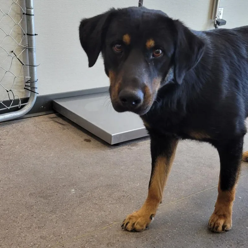 An adult large-sized male Black Mixed Breed dog named Lex for adoption in Las Cruces, NM