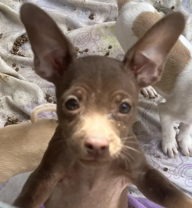 A baby small-sized male Brown / Chocolate Chihuahua dog named Pretzel for adoption in Longmont, CO