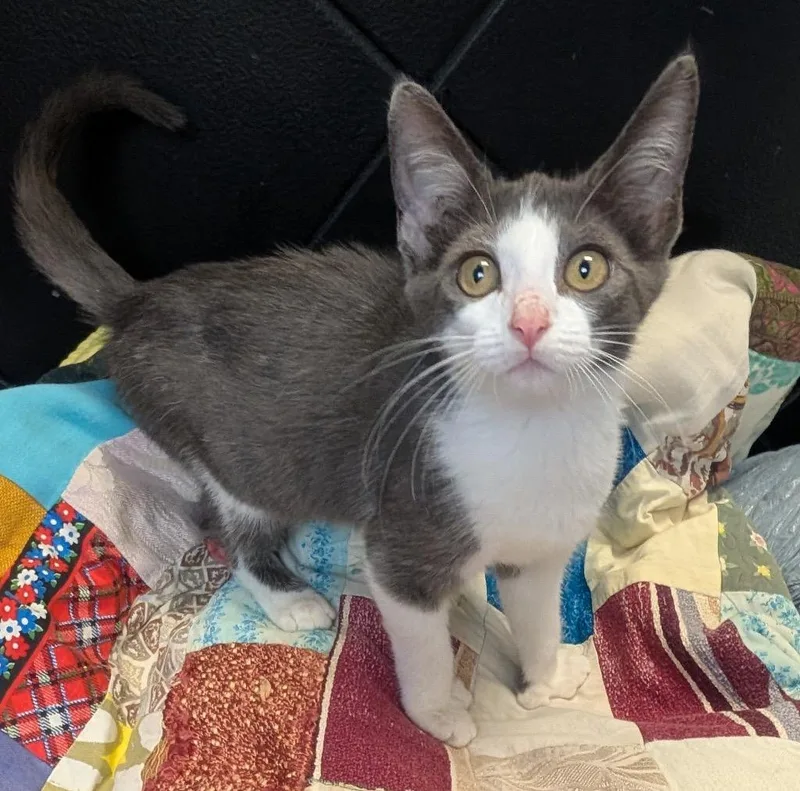 A baby small-sized female Domestic Short Hair cat named April for adoption in Fort Myers, FL