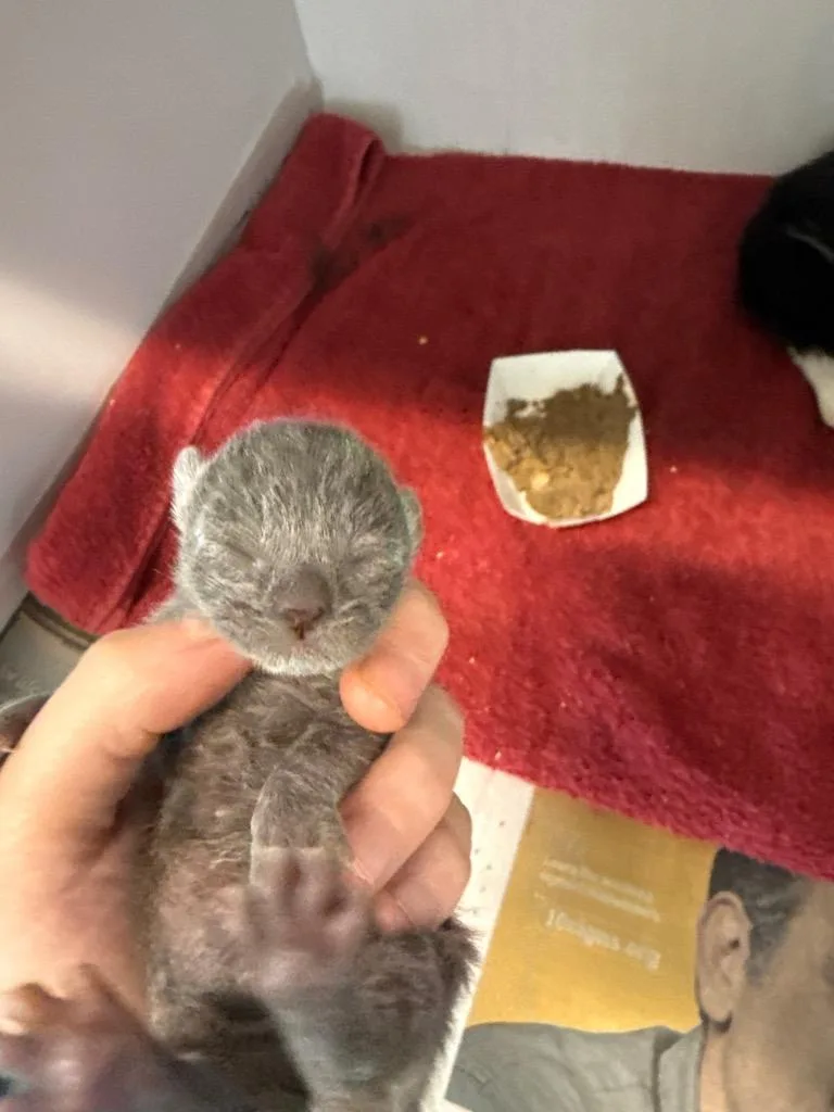 A baby small-sized male Domestic Short Hair cat named Pringles for adoption in Douglasville, GA