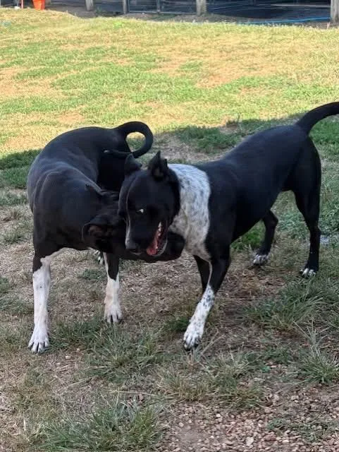 Mickey D thumbnail 3