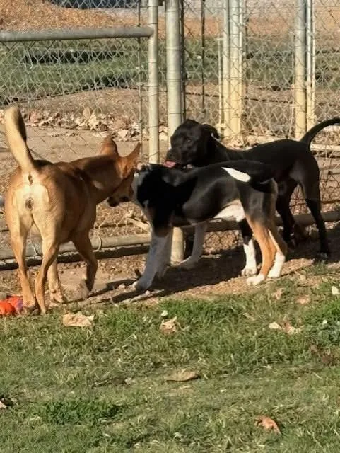 Mickey D thumbnail 5