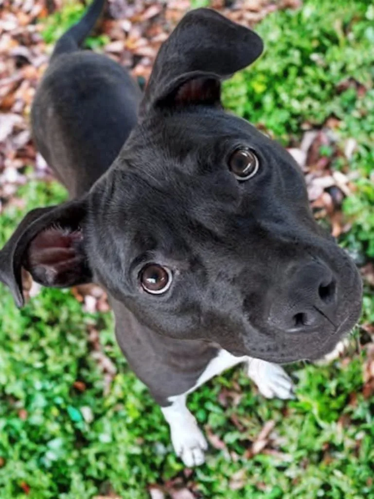 Mickey D thumbnail 6