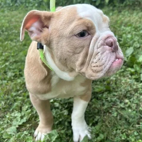 A baby medium-sized female English Bulldog dog named Butterball for adoption in Cincinnati, OH