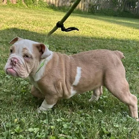 Butterball thumbnail 2