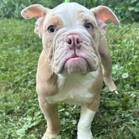 Butterball thumbnail 3