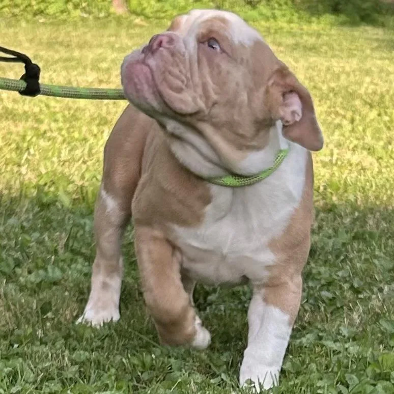 Butterball thumbnail 4