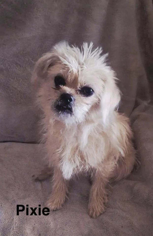 A young small-sized female Terrier dog named Pixie for adoption in Colorado Springs, CO