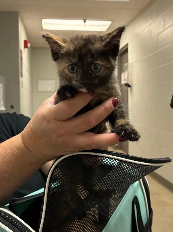 A young small-sized female Tortoiseshell Domestic Short Hair cat named Loli for adoption in Cincinnati, OH