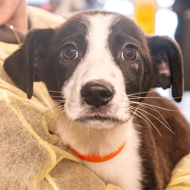 A baby small-sized male Black Mixed Breed dog named Gumbo for adoption in Kennebunk, ME