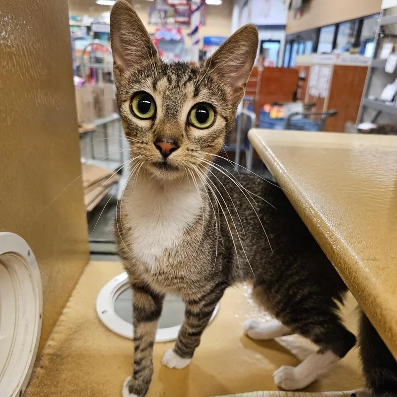 A young small-sized female Brown / Chocolate Domestic Short Hair cat named Annabelle for adoption in Frederick, MD