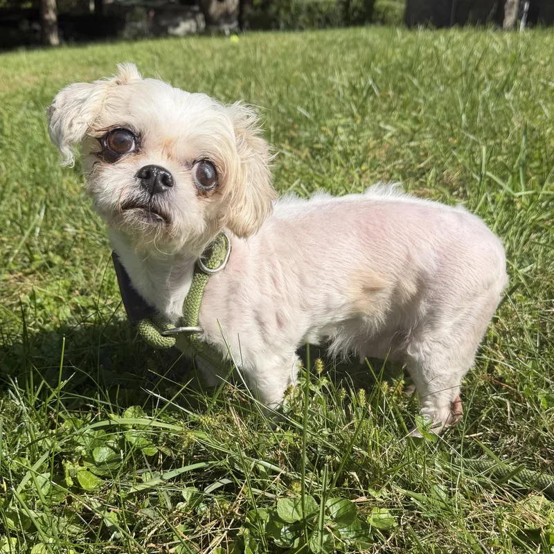 An adult small-sized female Maltese dog named Quinn for adoption in Latrobe, PA