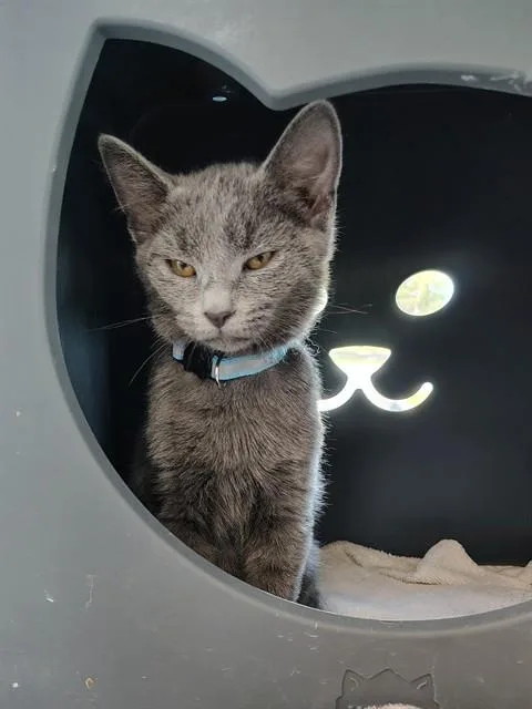 A baby small-sized male Domestic Short Hair cat named Chris for adoption in Leesburg, VA