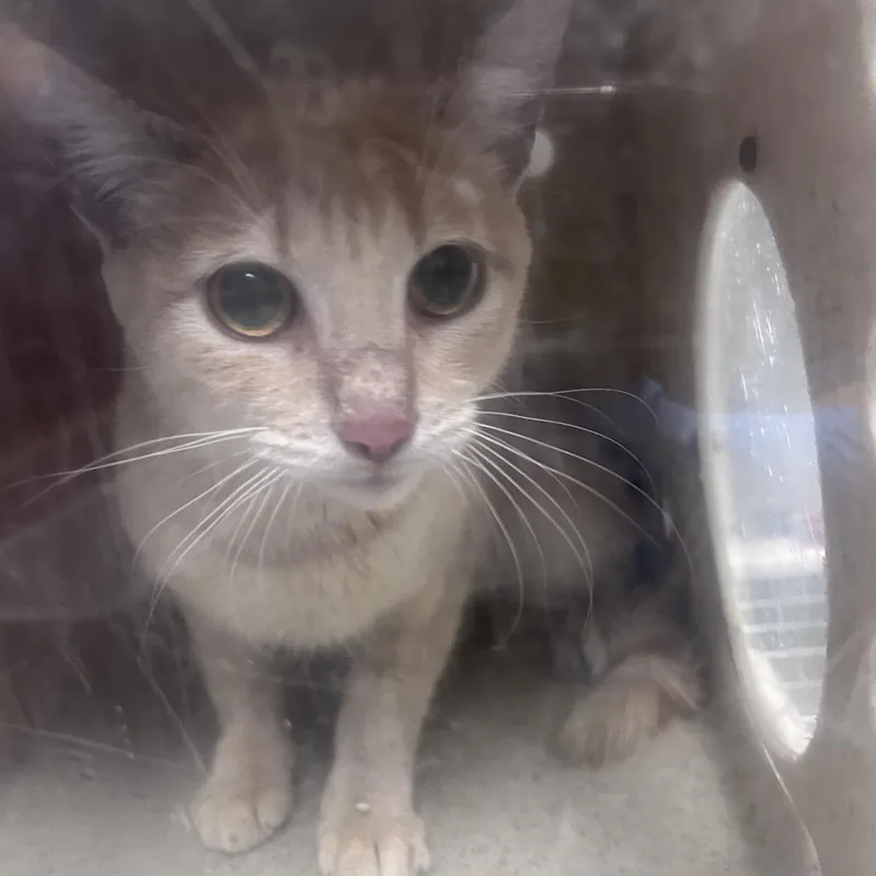 A young medium-sized female Orange / Red Domestic Short Hair cat named Peaches for adoption in Philadelphia, PA