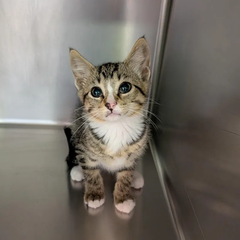 A baby small-sized male Tabby (Buff / Tan / Fawn) Domestic Short Hair cat named Ken for adoption in Cape Girardeau, MO