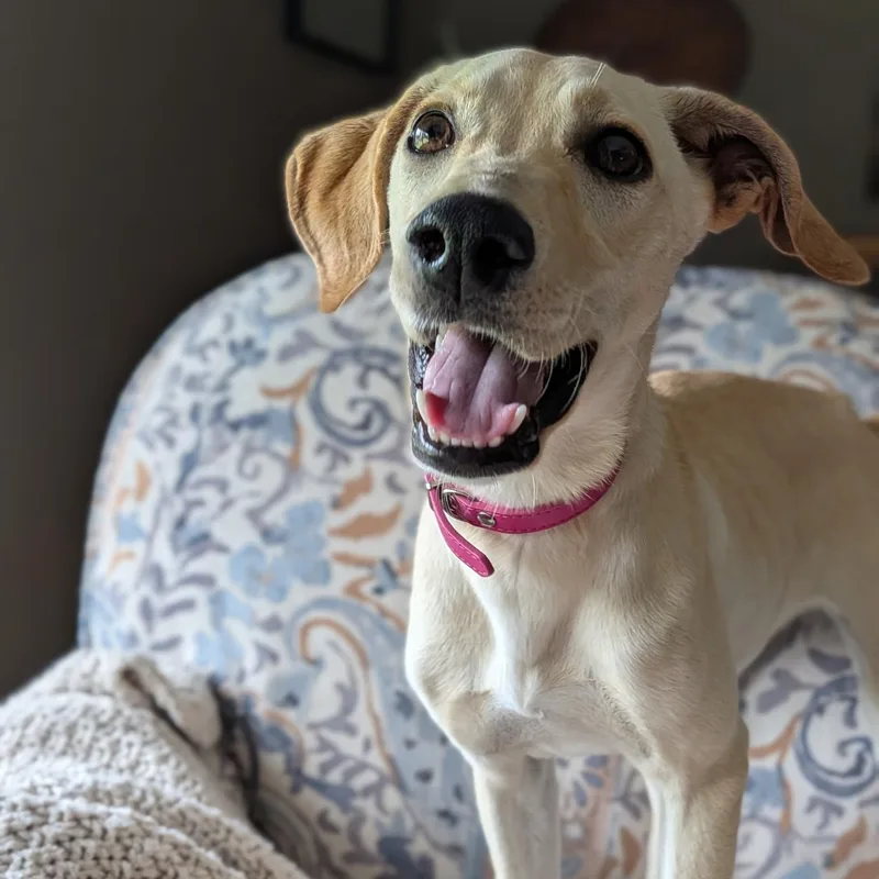 A young medium-sized female Yellow Labrador Retriever dog named Emma for adoption in Spring hill, TN