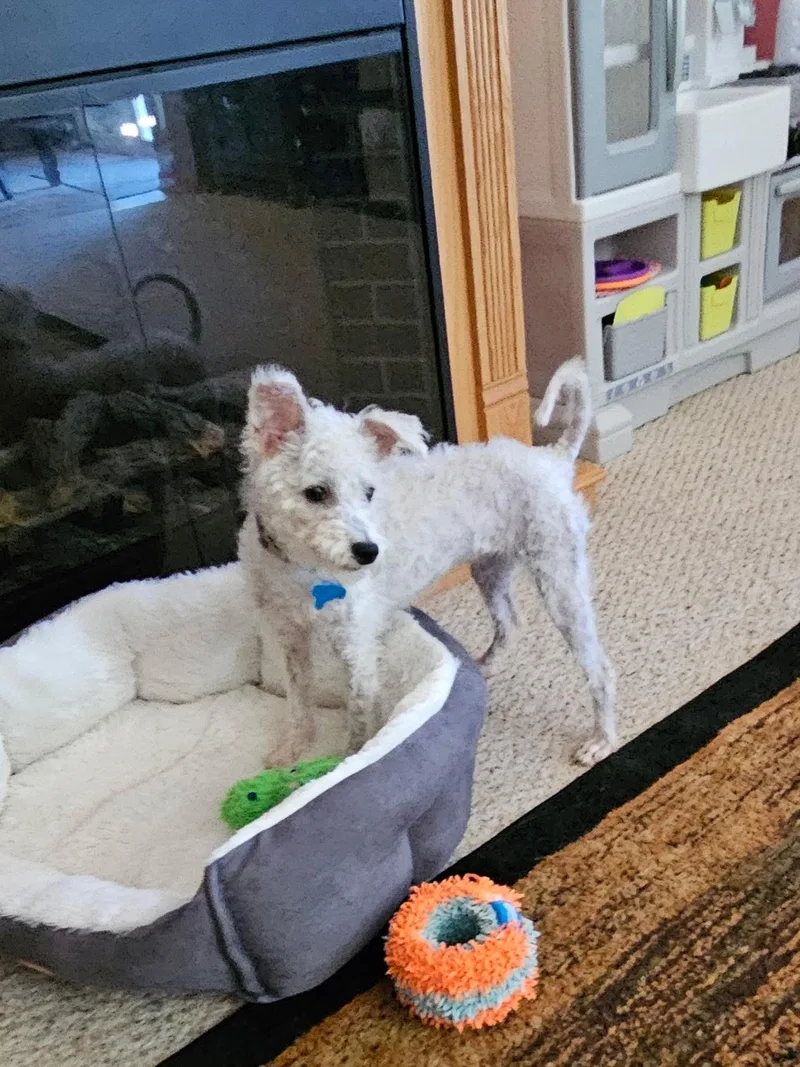 A young small-sized female Terrier dog named Darla for adoption in Plainfield, IL