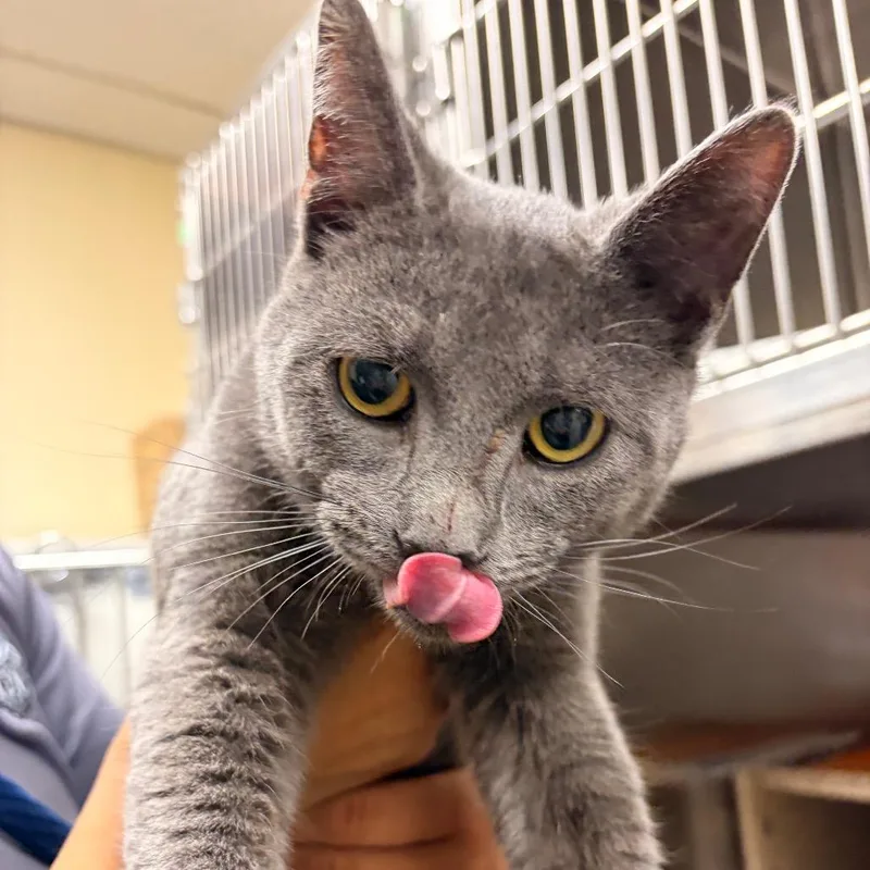 A young medium-sized male Gray / Blue / Silver Domestic Short Hair cat named Lambo for adoption in Philadelphia, PA
