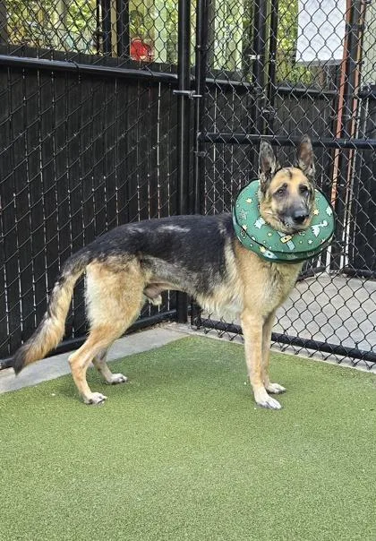 An adult large-sized male German Shepherd Dog dog named Koa for adoption in Bellevue, WA