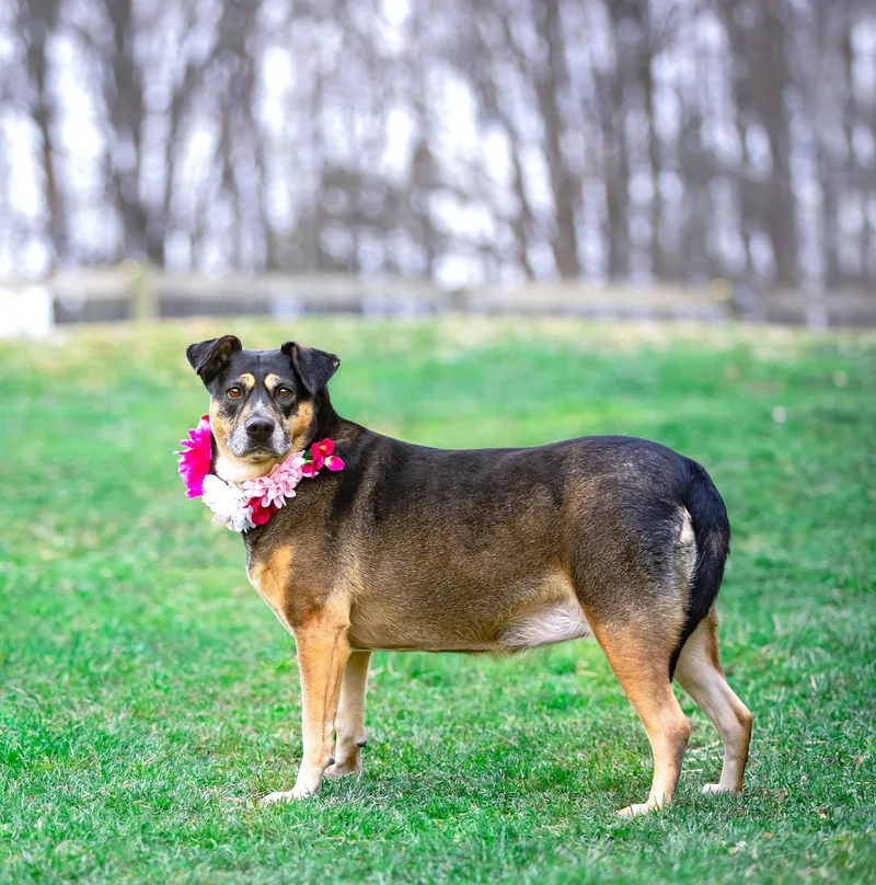 An adult medium-sized female Shepherd dog named Lucy for adoption in Coatesville, PA